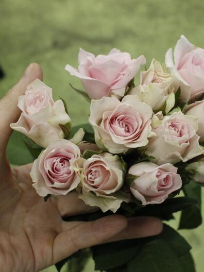 生花 バラ リメンブランス 淡いピンク 通販 はなどんやアソシエ