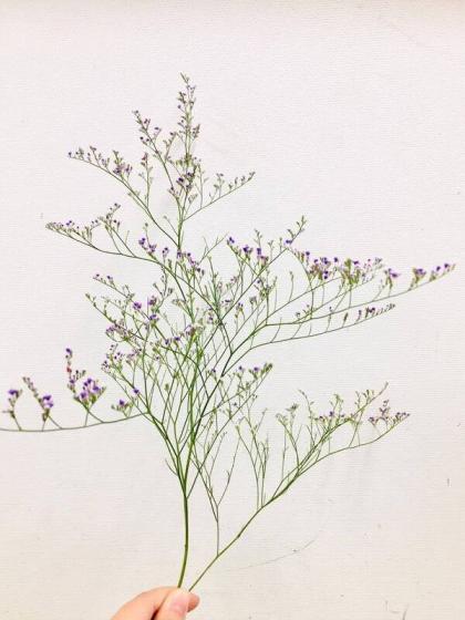 生花 ブルーファンタジー 紫 Lサイズ 通販 はなどんやアソシエ