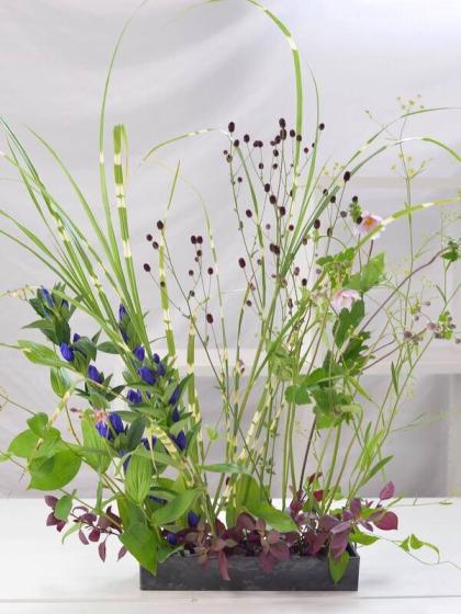 生花 ミシマサイコ 70cm程度 通販 はなどんやアソシエ