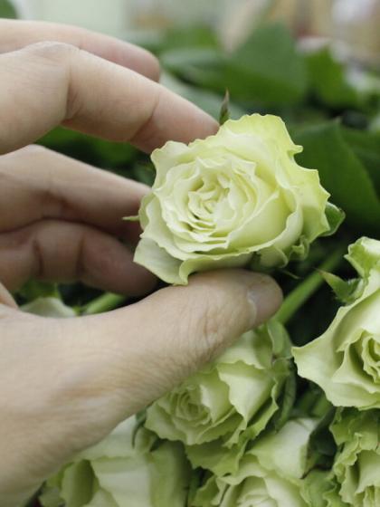 生花 バラ ミントティー 緑 40cm程度 今週のオトク 通販 はなどんやアソシエ
