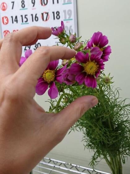 生花 コスモス ピコティ 50センチ 千葉県 伊東さんなど Fj 通販 はなどんやアソシエ