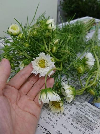 直前 コスモス ダブルクリック ローズボンボン 八重ピンク単色 生花 通販 はなどんやアソシエ