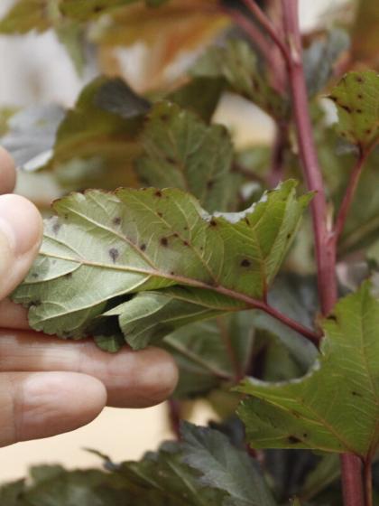 生花 西洋コデマリ ディアボロ 葉 日本草花園 Ot 通販 はなどんやアソシエ