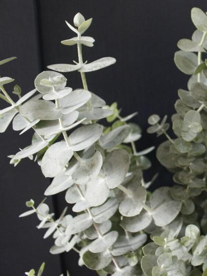 生花 ユーカリ ベイビーブルー 60センチしおのや手塚園芸 Fj 通販 はなどんやアソシエ