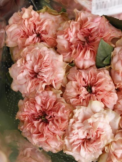 直前 バラ Y ラロック 30cm程度 やぎばら園 生花 通販 はなどんやアソシエ