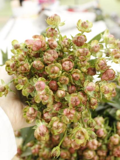 生花 Spバラ ラディッシュ 今週のオトク 通販 はなどんやアソシエ