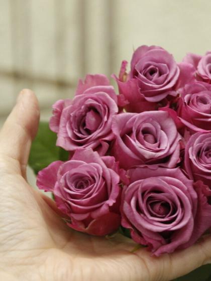 生花 バラ クールウォーター ピンク紫 通販 はなどんやアソシエ