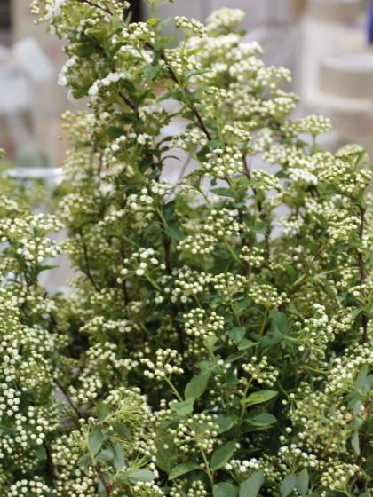 生花 コデマリ Mサイズ 商品説明お読みください Ot 通販 はなどんやアソシエ