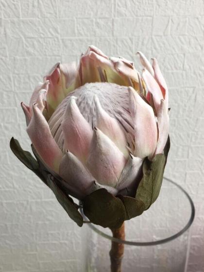生花 キングプロテア ピンク 50cm Or 通販 はなどんやアソシエ