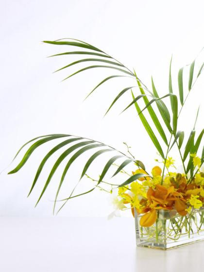 生花 アレカヤシ 小 60センチ程度 通販 はなどんやアソシエ