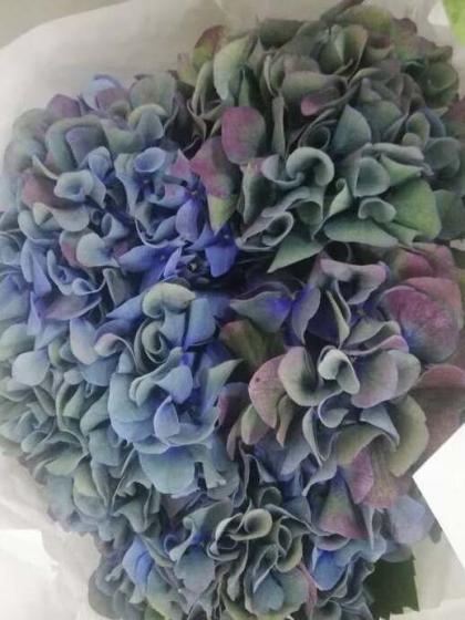 08直前 輸入アジサイ ピンパーネル 秋色 オーベルジーヌ 60cm 花径約cm オランダ産 生花 通販 はなどんやアソシエ