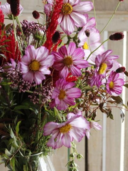 生花 コスモス ピコティ 50センチ 千葉県 伊東さんなど Fj 通販 はなどんやアソシエ