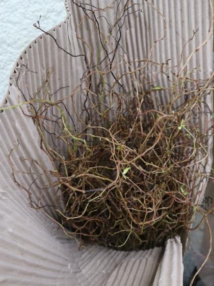 生花 ウンリュウヤナギ 1m程度 新芽あり 商品説明をお読みください 通販 はなどんやアソシエ