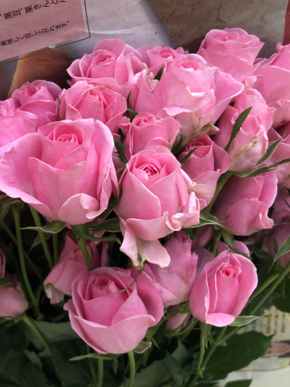 生花 Spバラ バンビーナ ピンク 通販 はなどんやアソシエ