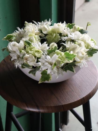 生花 日野 アイビー ホワイトワンダー 60cm 通販 はなどんやアソシエ