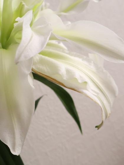 生花 八重咲きオリエンタルユリ アイシャ 白 4輪 Ot 通販 はなどんやアソシエ