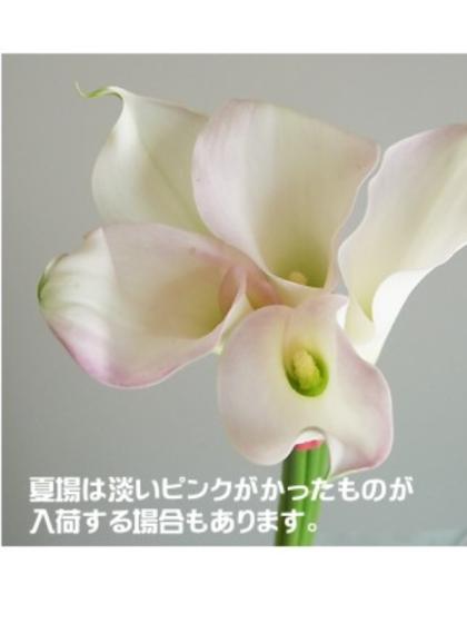 直前 生花 カラー キャプテンベンチュラ スノーストームなど 40cm程度 Ot 通販 はなどんやアソシエ