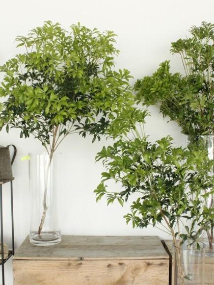 アセビ　生花 生花】アセビ ピュリティ - 花材通販はなどんやアソシエ