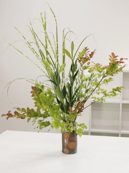 直前!!!】タカノハ(穂なし。葉のみ)茨城県【生花】 - 花材通販はなどん