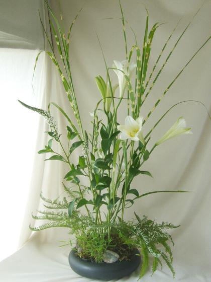 生花】【特注】ヤマシダ(コシダ)4-50cm程度 ※木金届け無し・入荷少