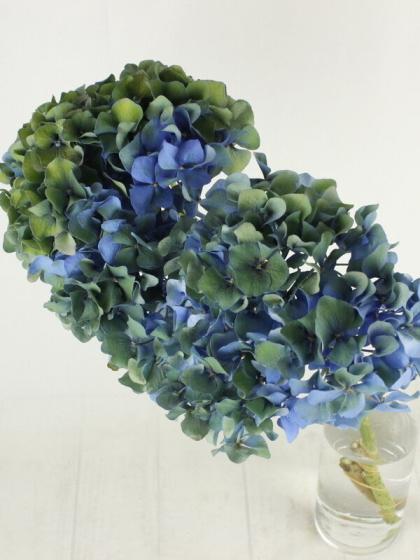 08直前F】輸入アジサイ ピンパーネル(秋色) クラシック青緑 65cm