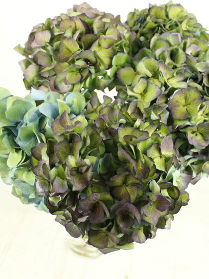 生花】輸入アジサイ ピンパーネル(秋色) 水色〜グリーン 60cm 花径約