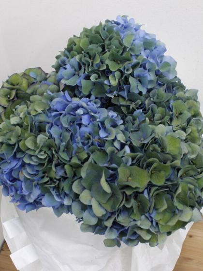 08直前F】輸入アジサイ ピンパーネル(秋色) クラシック青緑 65cm 花径