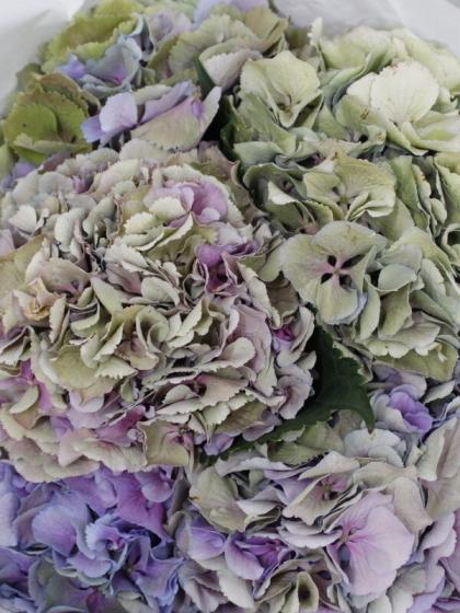 輸入アジサイエルブタル大苗 生花】輸入アジサイ エルブタル(秋色) クラシックブルー 花約20