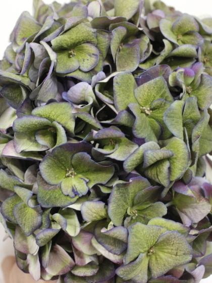 生花】期間限定!大島のアジサイ(青)30cm～1本に一輪つき【OT