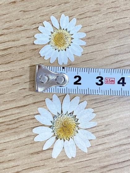 押し花　美品 シンビジューム 押し花｜花材セット 】F-358 | BLOOM MAISON