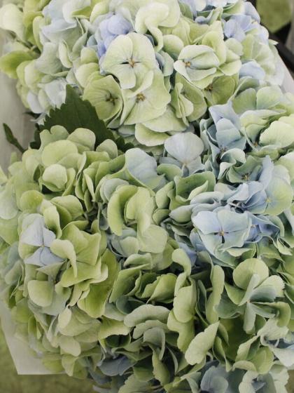 欄&空  輸入アジサイ 苗 7種 欄&空さま 輸入アジサイ苗 欄&空 様専用 輸入アジサイ 苗 7