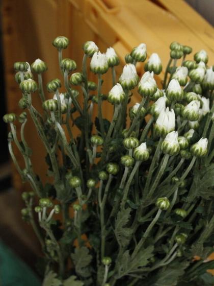 直前!!!】小菊(白) - 花材通販はなどんやアソシエ