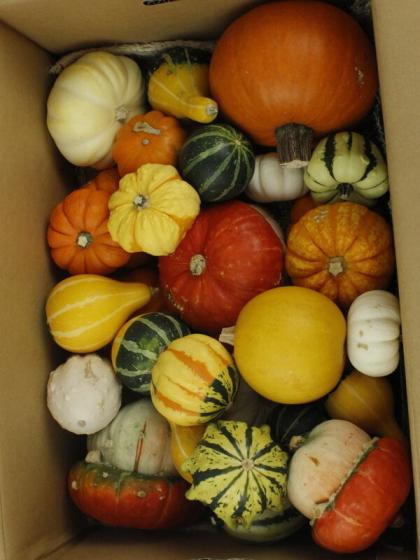 ひげおやじ専用80個　おもちゃカボチャ 生花/即納】おもちゃかぼちゃ クレイジーMIX(1箱約30個)片桐農園 - 花