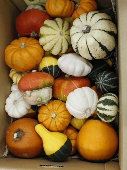 生花/即納】おもちゃかぼちゃ クレイジーMIX(1箱約30個)片桐農園 - 花