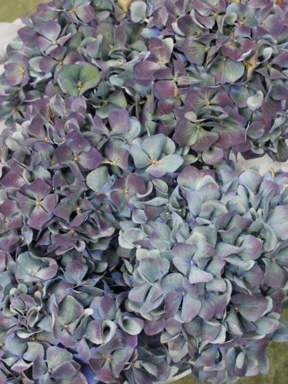 08直前!】輸入アジサイ ピンパーネル(秋色)オーベルジーヌ 60cm