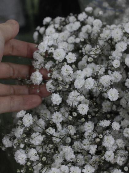 生花】カスミ草 エクセレンス(白)輸入60cm ※50本単位 【FJ】 - 花材 