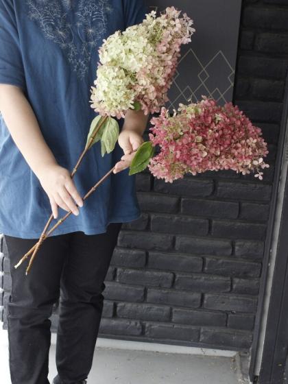 生花】アジサイ 秋色ミナヅキ(ピンク)Lサイズ 片品村など ※商品