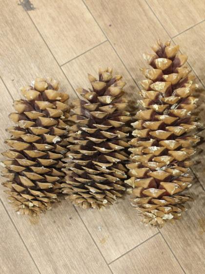 生花/予約】【ドライ】J・flow/ジャイアントコーン 巨大松ぼっくり