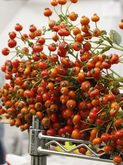 特価‼️バラの実❇️ローズヒップ❣️センセーショナルファンタジー 20