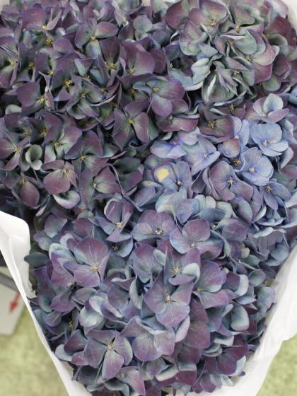 55欄&空様ご予約 輸入紫陽花苗 ピンパーネルオーベルジーヌ６苗 55欄&空様ご予約 輸入紫陽花苗 ピンパーネルオーベルジーヌ6苗 55