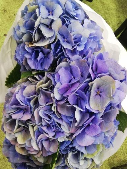 生花】輸入アジサイ エルブタル(秋色) クラシックブルー 花約20