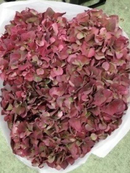 生花】輸入アジサイ クラッシックピンク(オランダ産) - 花材通販