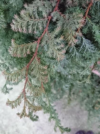 生花】本数単位 ヒムロ杉 50-60cm程度 キット用 - 花材通販はなどんや