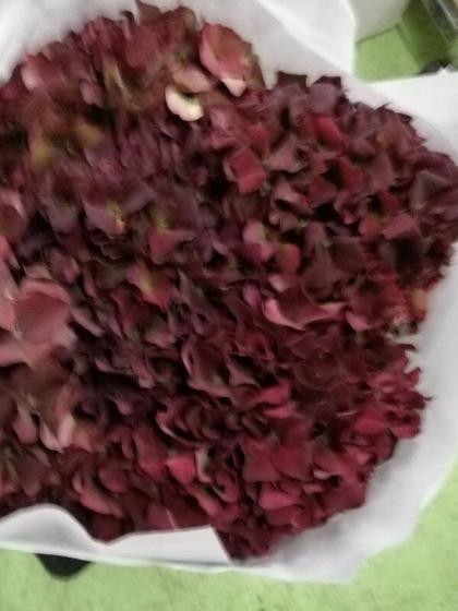 は 希少 輸入紫陽花 ルビークラシックレッド ルビークラシックレッド｜ハナスタが提供する切花の画像検索サイト