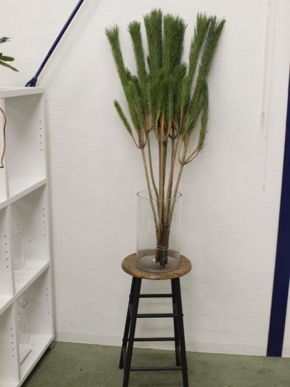 若松、切り枝 生花/即納】◇若松 1等 - 花材通販はなどんや