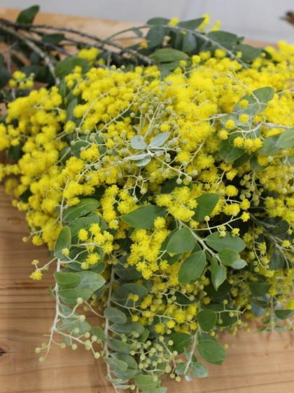 直前】庄左衛門の真珠葉ミモザアカシア(60cm程度)【生花】 - 花材通販