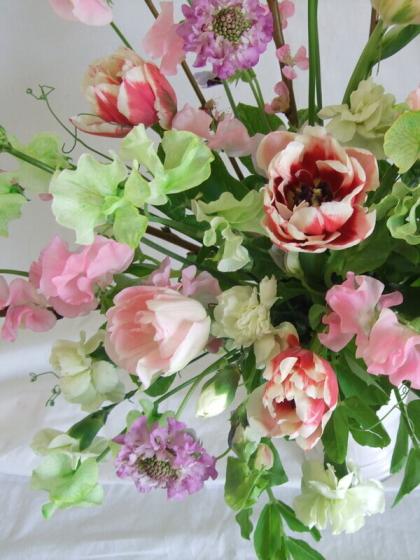 生花】チューリップ アンジェリケ(ピンク八重)【OT】 - 花材通販はなど