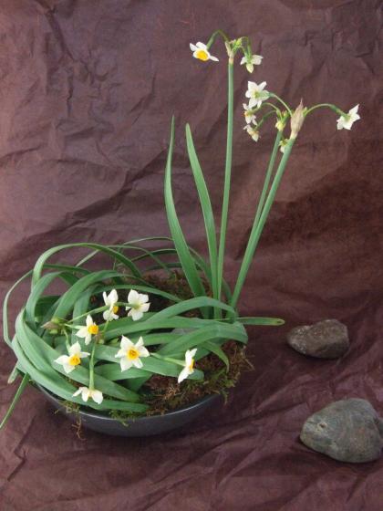 直前】日本水仙 40cm- - 花材通販はなどんやアソシエ