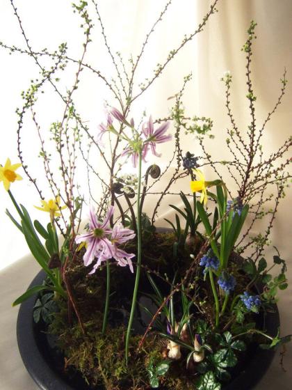 生花】【三宅花き園】リューココリーネ ストライプピンク【FJ】 - 花材