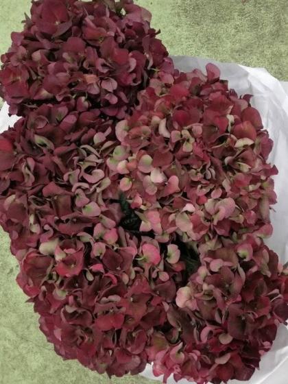 生花】輸入アジサイ クラッシックピンク(オランダ産) - 花材通販